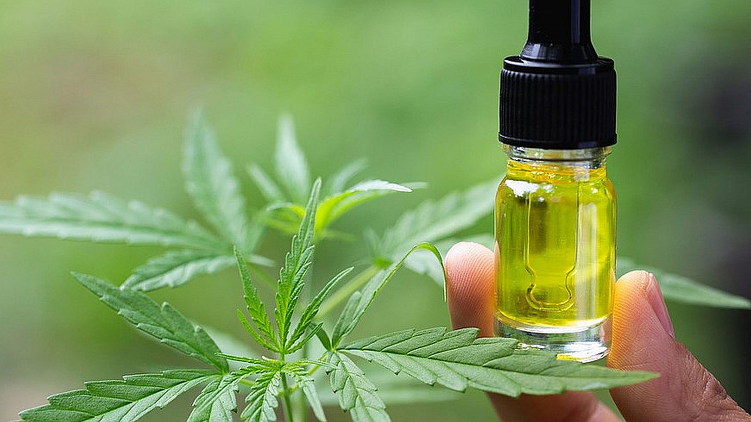Масло CBD: Обзор, Польза и Применение — БАД обзор. Отзывы